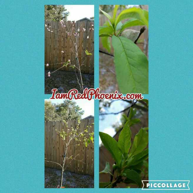 Our fruit trees 032316